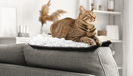 tricky treat training ball